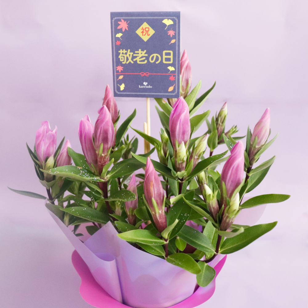 【敬老の日】リンドウ鉢＆フルレット・ダリアセット（鉢花とチョコセット）　花とスイーツのセット 人気 おじいちゃん おばあちゃん お祝い 感謝 お菓子 食品 おすすめ