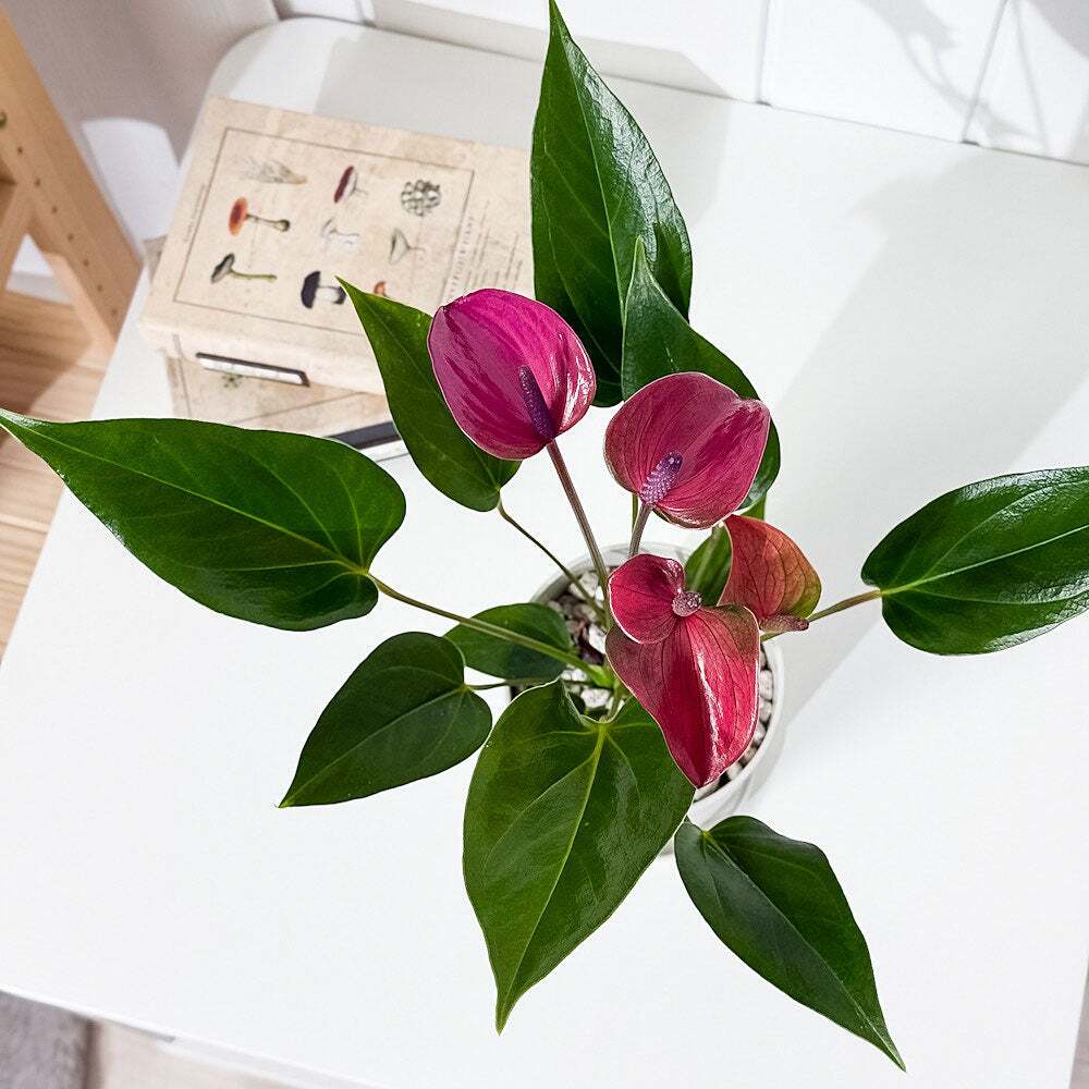PLANCHU 観葉植物 アンスリウム シラノ 4号鉢 受け皿付き 育て方説明書付き Anthurium andraeanum ‘Cirano’ アンスリューム アロイド 鉢花 パープル系