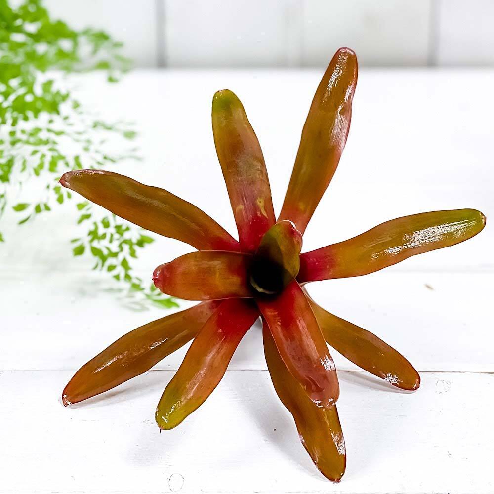 PLANCHU 観葉植物 ネオレゲリア ファイヤーボール 1株 育て方説明書付き Neoregelia ‘Fireball’ ブロメリア タンクブロメリア テラリウム ビバリウム
