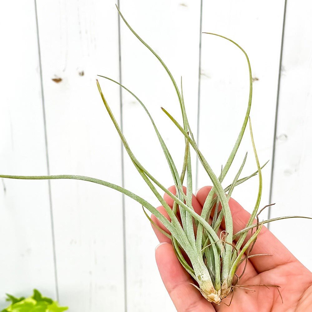 PLANCHU エアプランツ ティランジア ベイレイ Mサイズ 1株 W10×H18cm前後 育て方説明書付き Tillandsia baileyi エアープランツ チランジア
