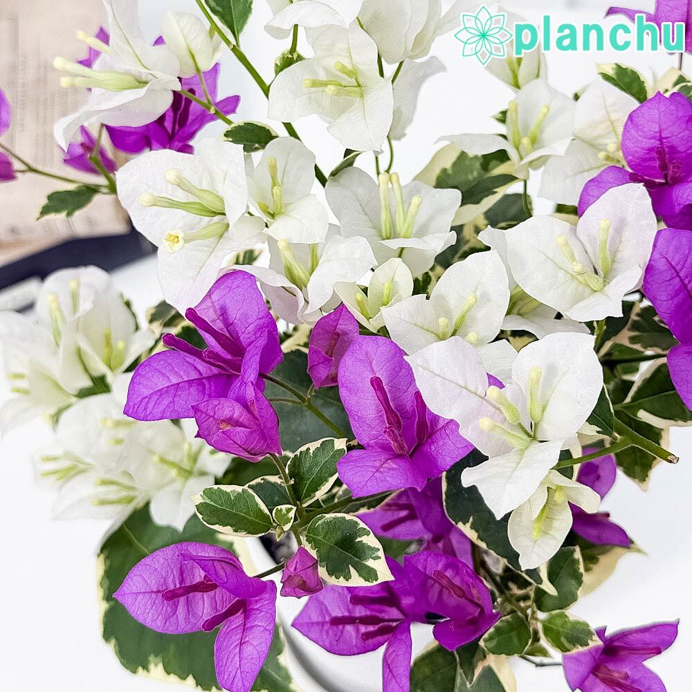 PLANCHU 熱帯花木 ブーゲンビレア ブルーハワイ ブーケ仕立て 4号鉢 受け皿付き 育て方説明書付き Bougainvillea cv. 斑入り 鉢花 観葉植物