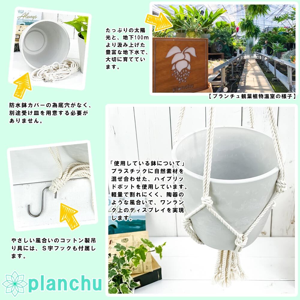 PLANCHU 観葉植物 ポトス ライム 5号鉢 樹脂製ハンギング鉢カバー付き 育て方説明書付き エピプレムナム アロイド