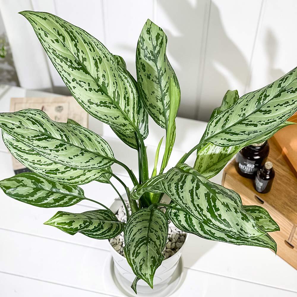 PLANCHU 観葉植物 アグラオネマ シルバークイーン 6号鉢 受け皿付き 育て方説明書付き Aglaonema ‘Silver Queen’ 幸せを招くタイの宝石 アロイド