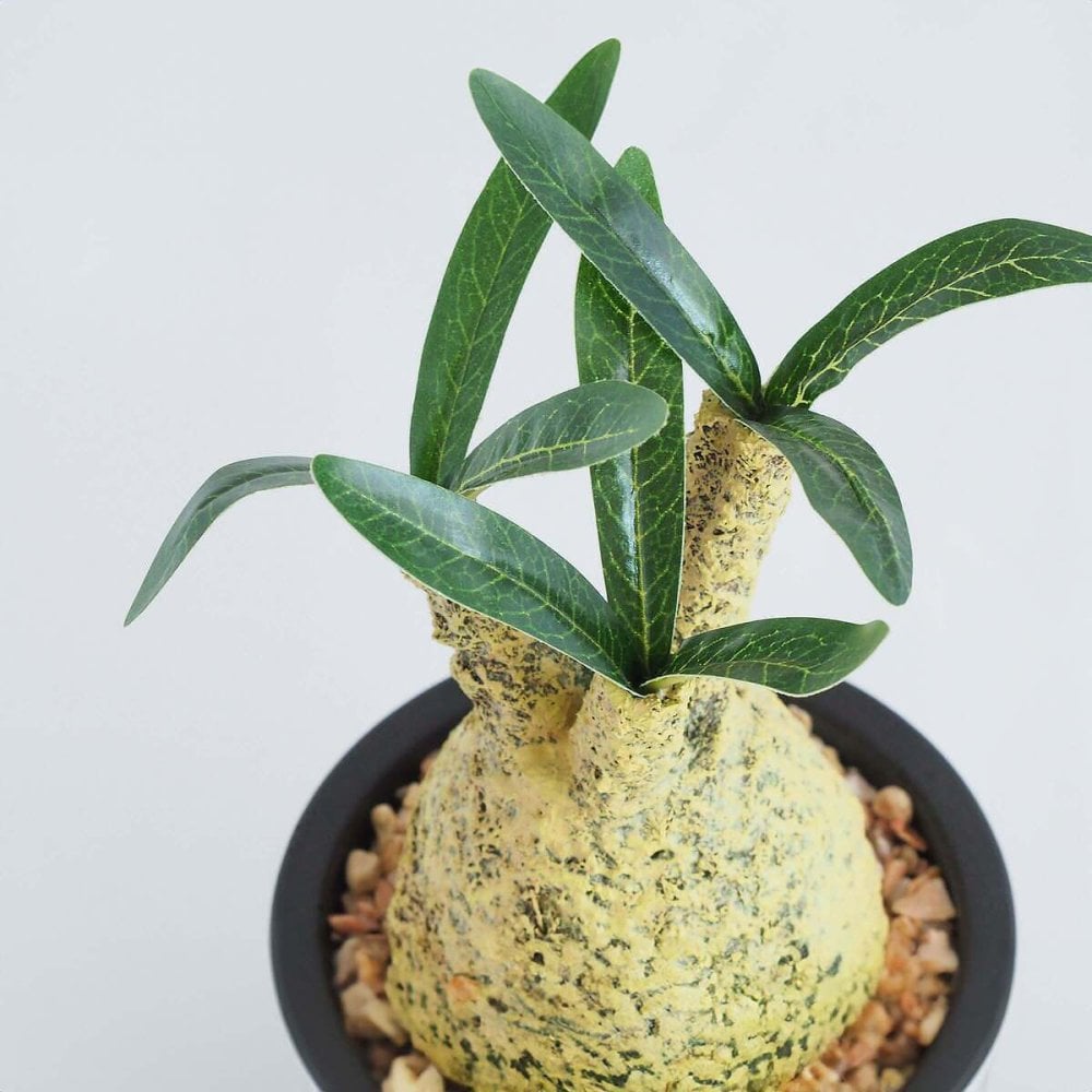 誕生日や記念日のプレゼントにおすすめ CT触媒コーデックス CT触媒 フェイクグリーン 人工観葉植物 造花 空気清浄 消臭 抗菌 インテリア 雑貨 おしゃれ ギフト