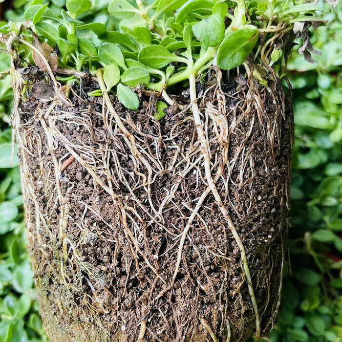 クラピア K7 苗4株 お試し1平米用 白品種 植栽マニュアル付き グランドカバー 植物 4ポット 肥料 活力剤 2種付き イワダレソウ改良種 白品種 白い花 プランツ 庭 屋上 緑化 多年草 地被植物 ほふく性 下草 背が低い 宿根草 ガーデニング 雑草対策 diy