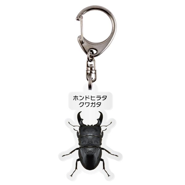 ゆうパケット発送 名入れ文字入れOK 昆虫キーホルダー ホンドヒラタクワガタ 名入れ お酒 ギフト プレゼント 誕生日 結婚祝い 結婚記念日 出産祝い 還暦祝い 男性 女性 父の日 敬老の日 ＊他の商品はこちら→