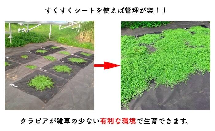 クラピアK7（白） ポット苗10株 すくすくシート14平米+J字型ピン100本　肥料 活力剤2種、完全植栽マニュアル2種付き クラピア 芝桜 雑草対策 グランドカバー マルチング イワダレソウ（改良種）
