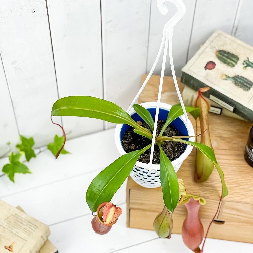 PLANCHU 食虫植物 ネペンテス アラタ アカネ 4号吊り鉢 育て方説明書付き Nepenthes alata cv. 狂氣令嬢 茜 アラータ ウツボカズラ