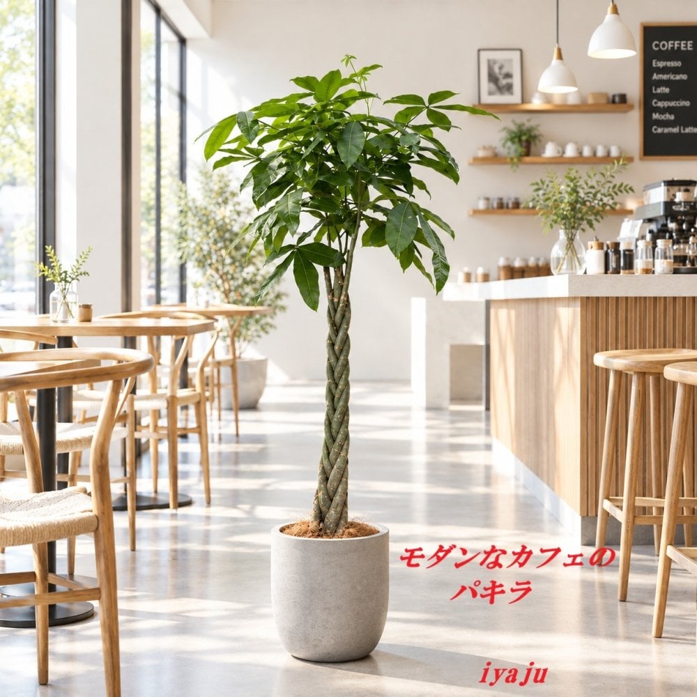 パキラ　１０号　オシャレな観葉植物　トロピカル　南国　ギフト