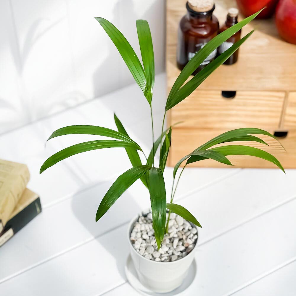 PLANCHU 観葉植物 アレカヤシ 3.5号鉢 受け皿付き 育て方説明書付き Dypsis lutescens ディプシス ヤシ コガネタケヤシ ヤマドリヤシ