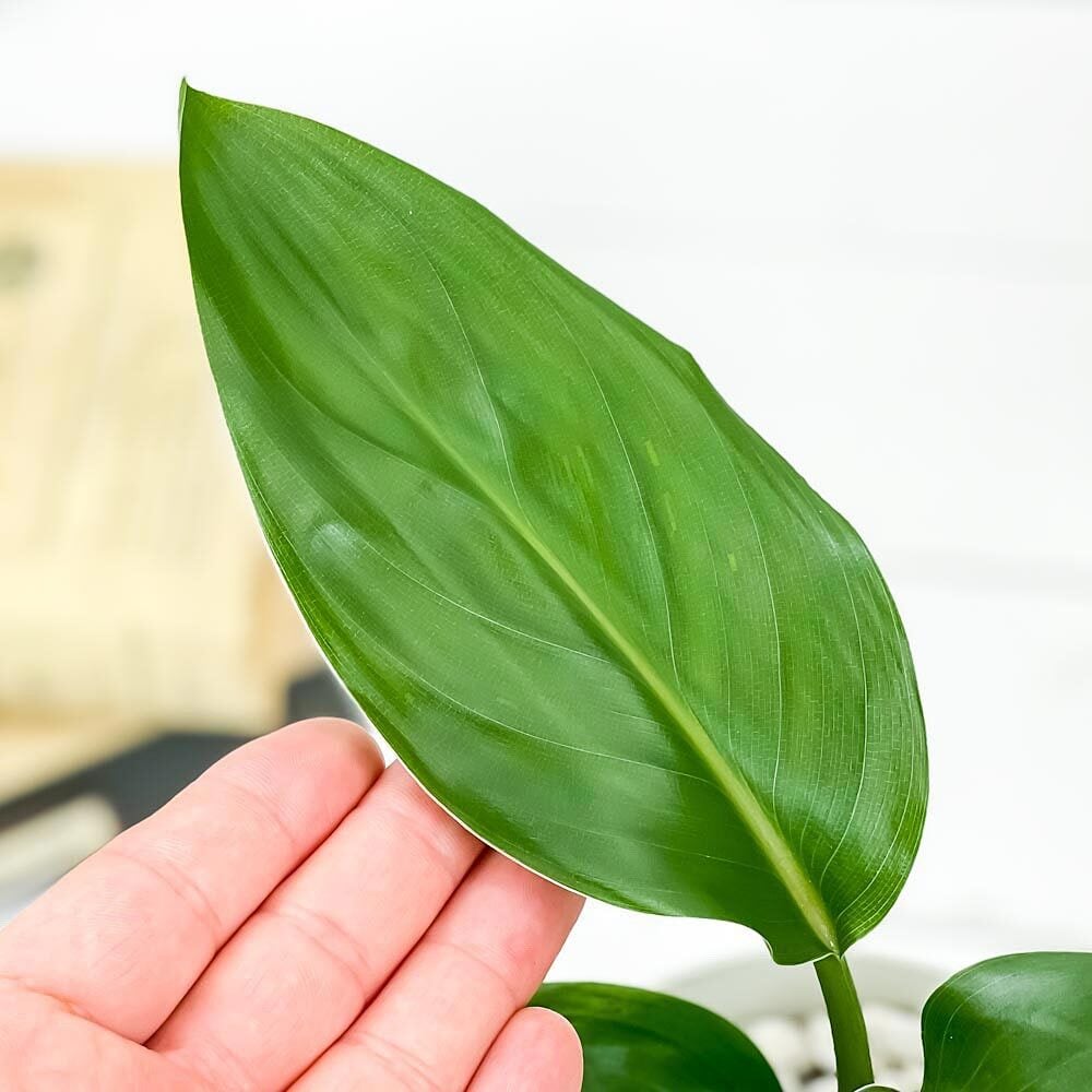 PLANCHU 観葉植物 ストレリチア レギネ 4号鉢 受け皿付き 育て方説明書付き Strelitzia reginae 極楽鳥花