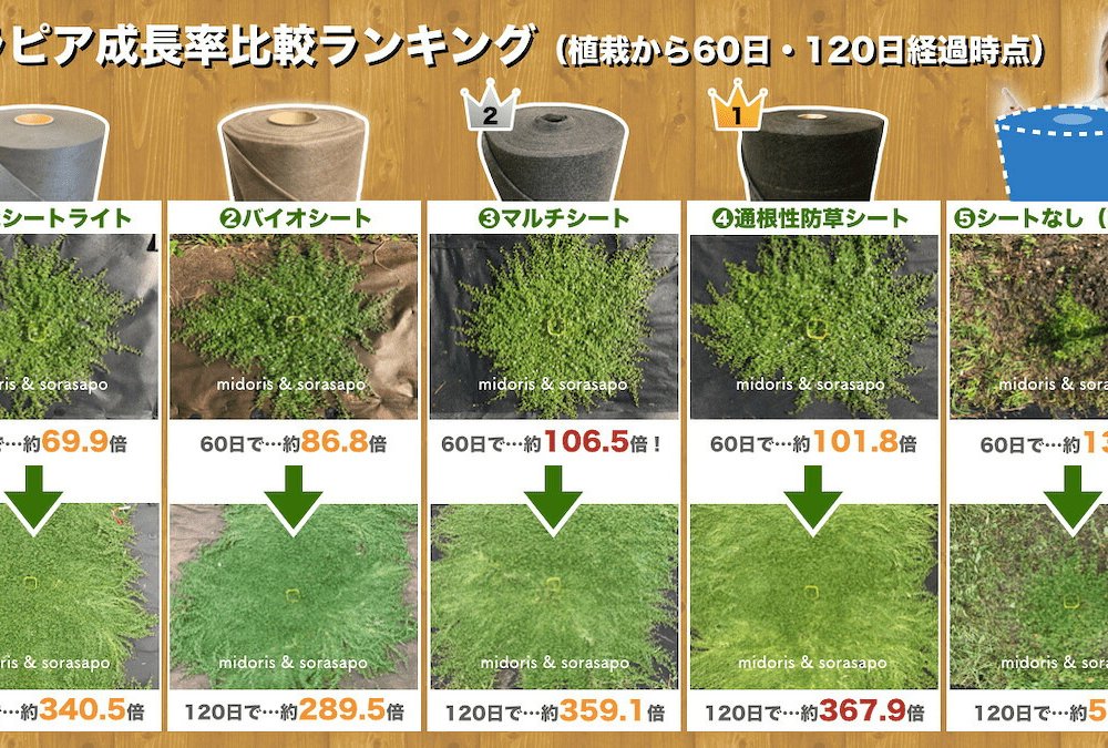 50平米分セット 二層構造防草シートセット クラピア 植栽用 （50m2） 2m幅 25m巻 + J字型ピン （300本） 二重構造の高耐久性10年