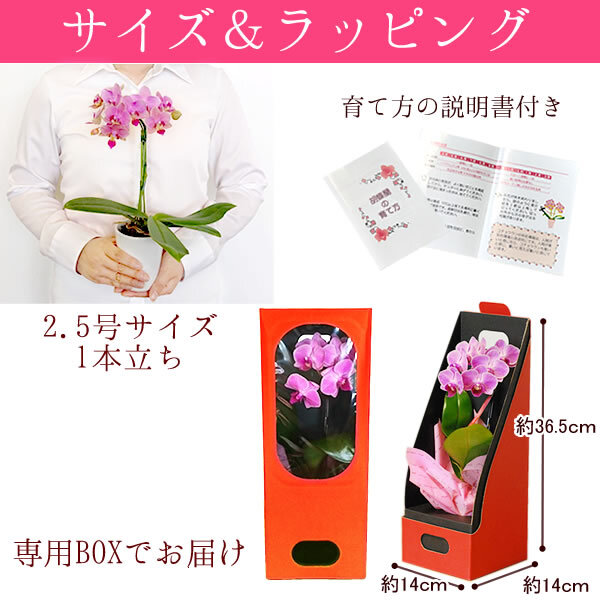 ＼早割！8/31の16時まで／ 敬老の日 ギフト プレゼント 早割 人気 花 生花 蘭 胡蝶蘭 鉢植え ミディ 2.5号 洋蘭園 フラワーギフト バウムクーヘン スイーツ お菓子 洋菓子 花とお菓子 60代 70代 80代 90代 おじいちゃん おばあちゃん 孫 孫から おいもや