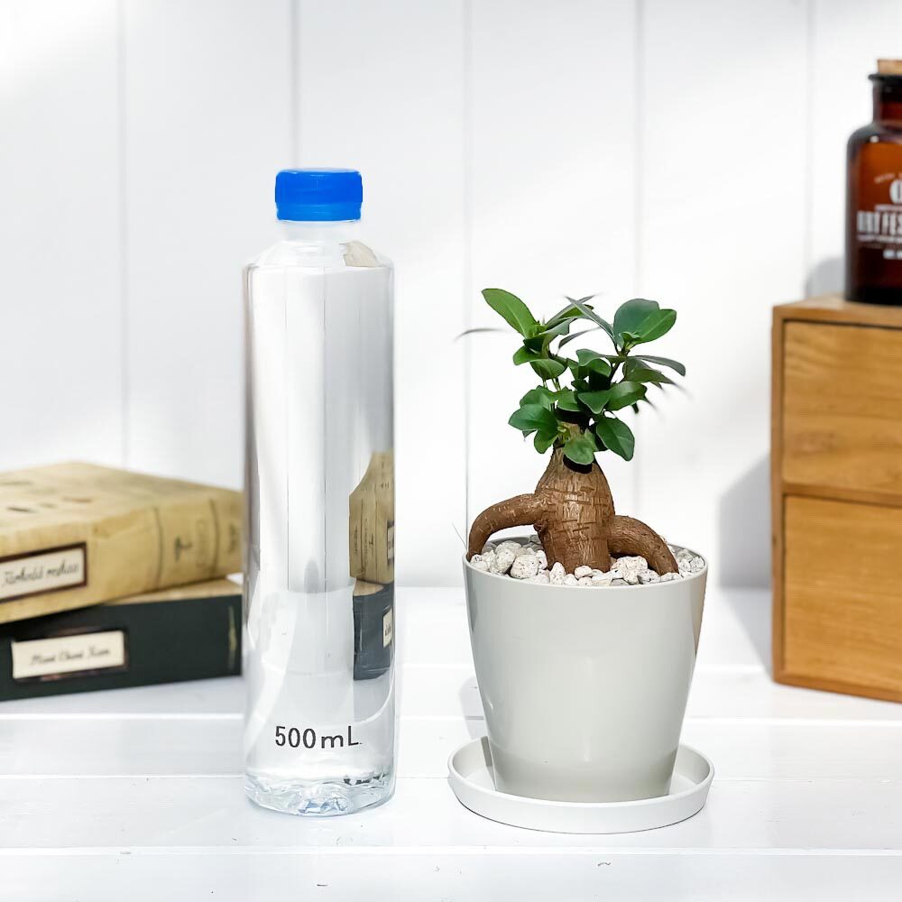 PLANCHU 観葉植物 ガジュマル 3.5号鉢 受け皿付き 育て方説明書付き Ficus microcarpa フィカス ミクロカルパ 精霊の宿る木
