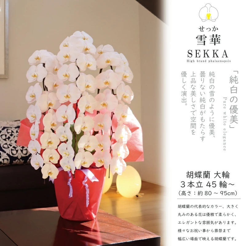 純国産 胡蝶蘭 花持ち長い 大輪3本立ち 45輪～ 【雪華（せっか）白】 産地直送 お祝い プレゼント 花 ギフト 贈り物 母の日 お供え お誕生日 開店祝い 開業祝い 移転祝い 就任祝い 昇進祝い 当選祝い 当日発送 王立園芸協会登録商品