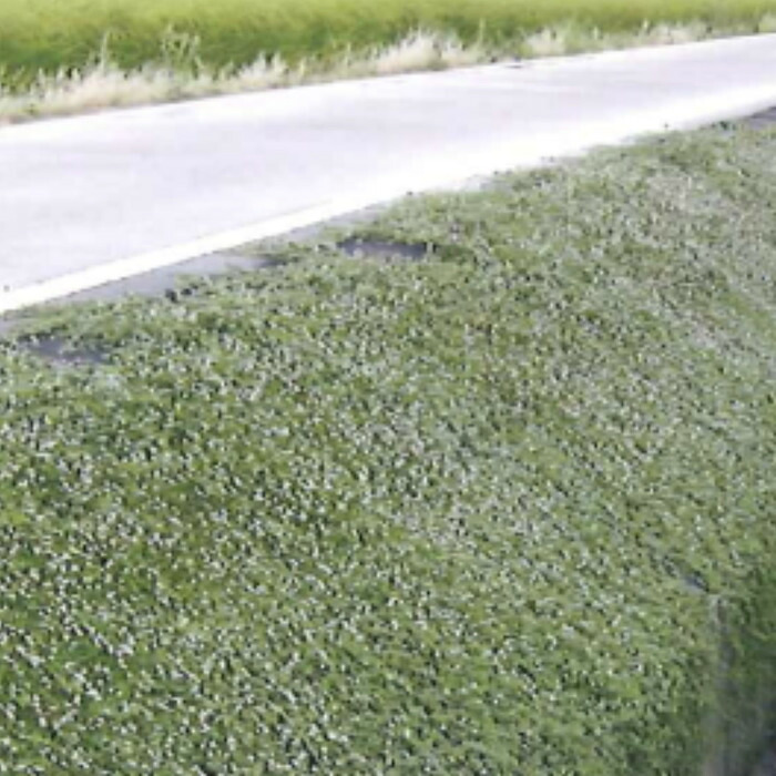 25平米分セット 二層構造防草シートセット クラピア 植栽用 （25m2） 1m幅 25m巻 + J字型ピン （150本） 二重構造の高耐久性10年