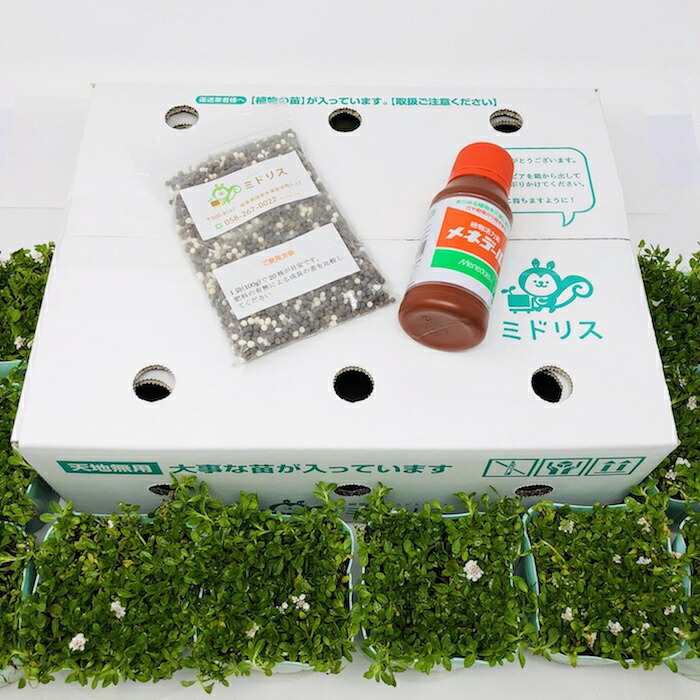 クラピア K5 薄桃品種 10株 すくすくセット 植栽マニュアル付き 苗10ポット 肥料活力剤2種付き イワダレソウ改良種 グランドカバー 植物 プランツ 薄ピンクの花 庭 屋上 緑化 K7と同程度の耐寒性 多年草 地被植物 ほふく性 下草 背が低い 宿根草