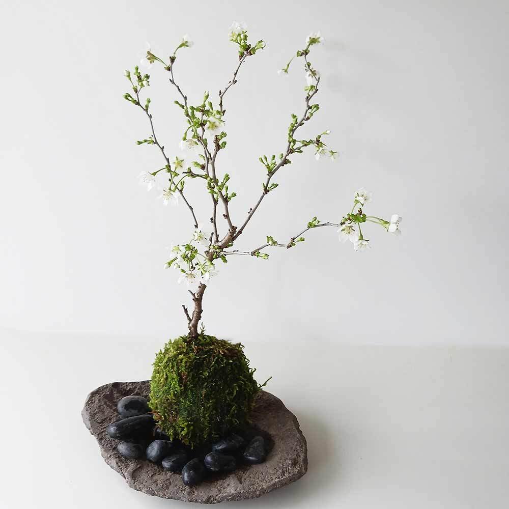 桜・・・そう聞くだけで心和む景色を貴方のもとへ【富士桜（湖上の舞）の苔玉・くらま器セット】
