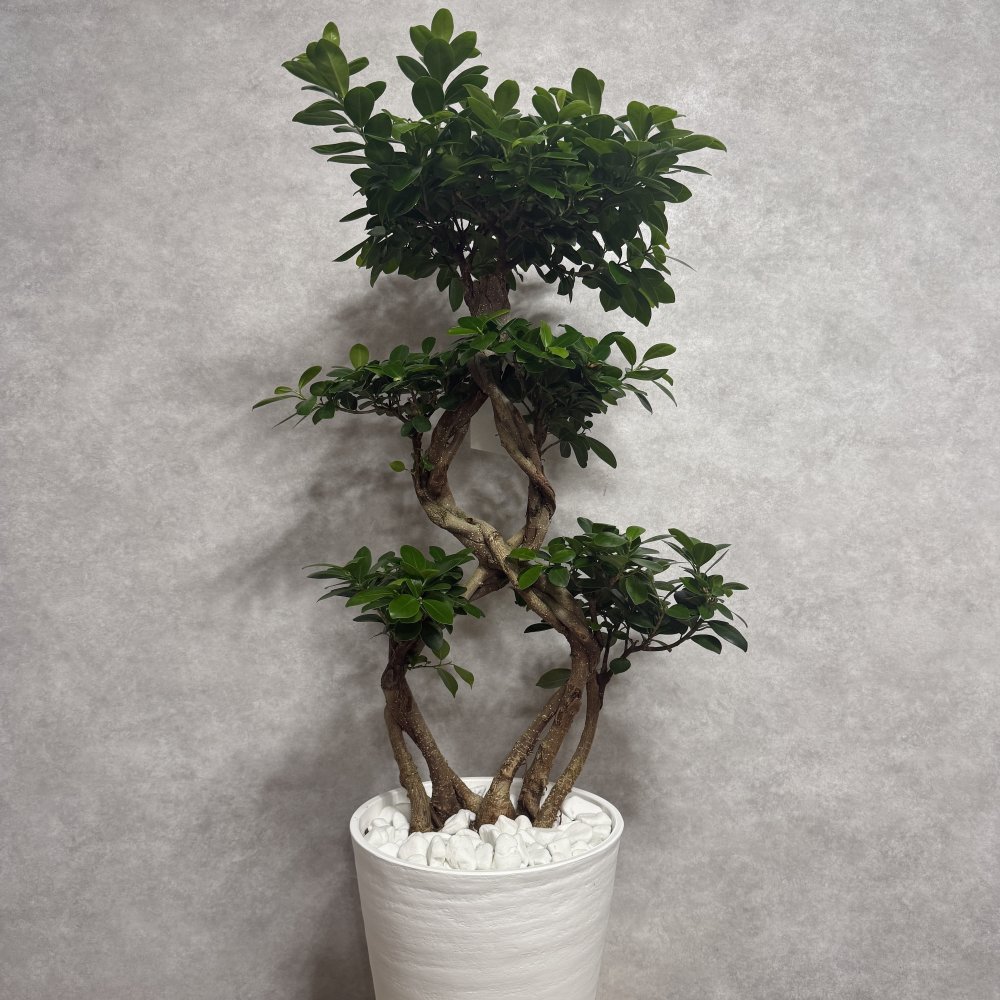 ガジュマル 観葉植物 八の字 8号鉢苗 大型 盆栽 末広がりの8の字 室内 珍しい 希少種 多幸の木 幸福をもたらす精霊が住むガジュマルの木 おしゃれなインテリア 結婚祝い 新築祝い 開店祝い 開業祝い 誕生日 母の日 父の日 記念日 プレゼントギフト 肥料別売り 敬老の日
