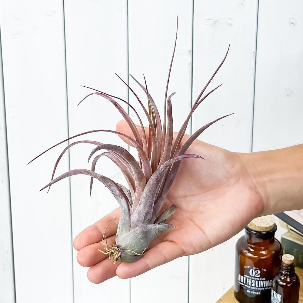 PLANCHU エアプランツ ティランジア ラブノット 1株 W20×H20cm前後 育て方説明書付き Tillandsia ‘Love Knot’ エアープランツ チランジア