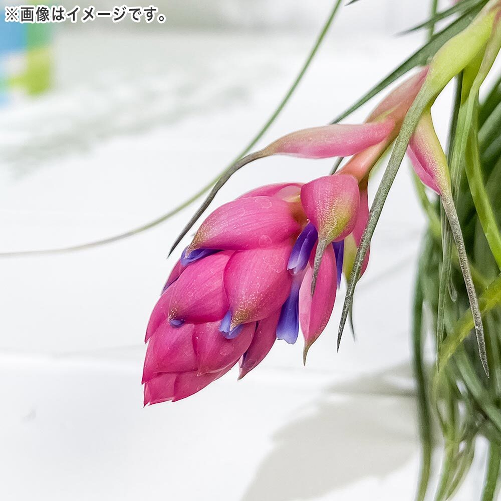 PLANCHU エアプランツ ティランジア ストリクタ ギガンティクス Mサイズ 1株 W15×H15cm前後 育て方説明書付き Tillandsia stricta ‘Giganticus’ エアープランツ チランジア
