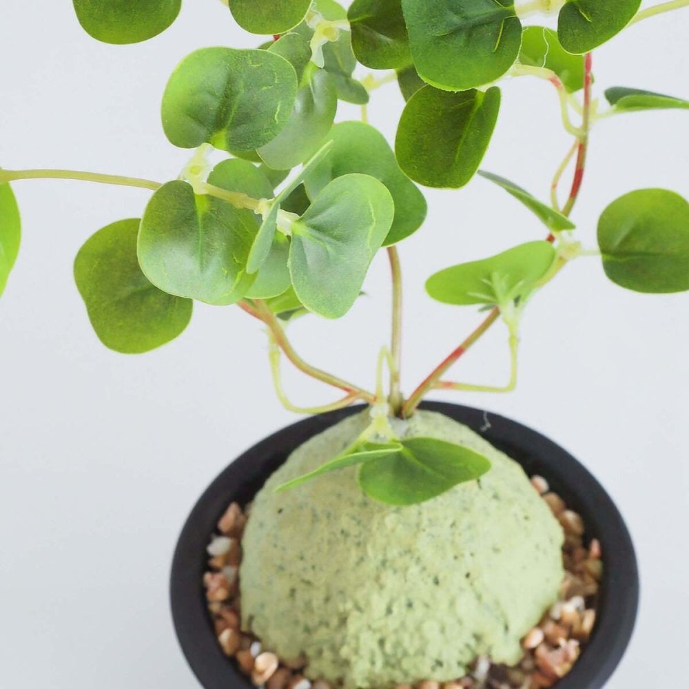 誕生日や記念日のプレゼントにおすすめ CT触媒コーデックス CT触媒 フェイクグリーン 人工観葉植物 造花 空気清浄 消臭 抗菌 インテリア 雑貨 おしゃれ ギフト
