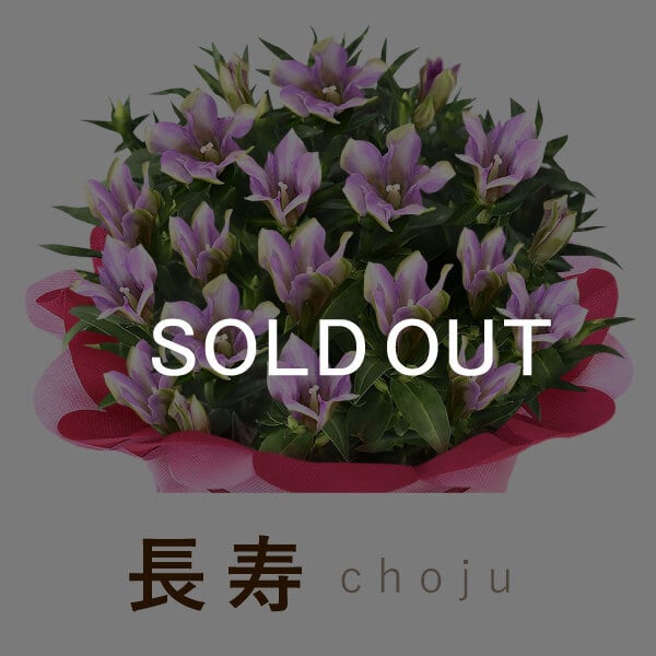 敬老の日 すぐ贈れるギフト 即日発送 ギフト プレゼント 花 生花 鉢植え 鉢花 りんどう 竜胆 どら焼き 干し芋 芋けんぴ ようかん あんみつ スイーツ お菓子 和菓子 花とお菓子 60代 70代 80代 90代 おじいちゃん おばあちゃん 孫 孫から 送料無料 おいもや