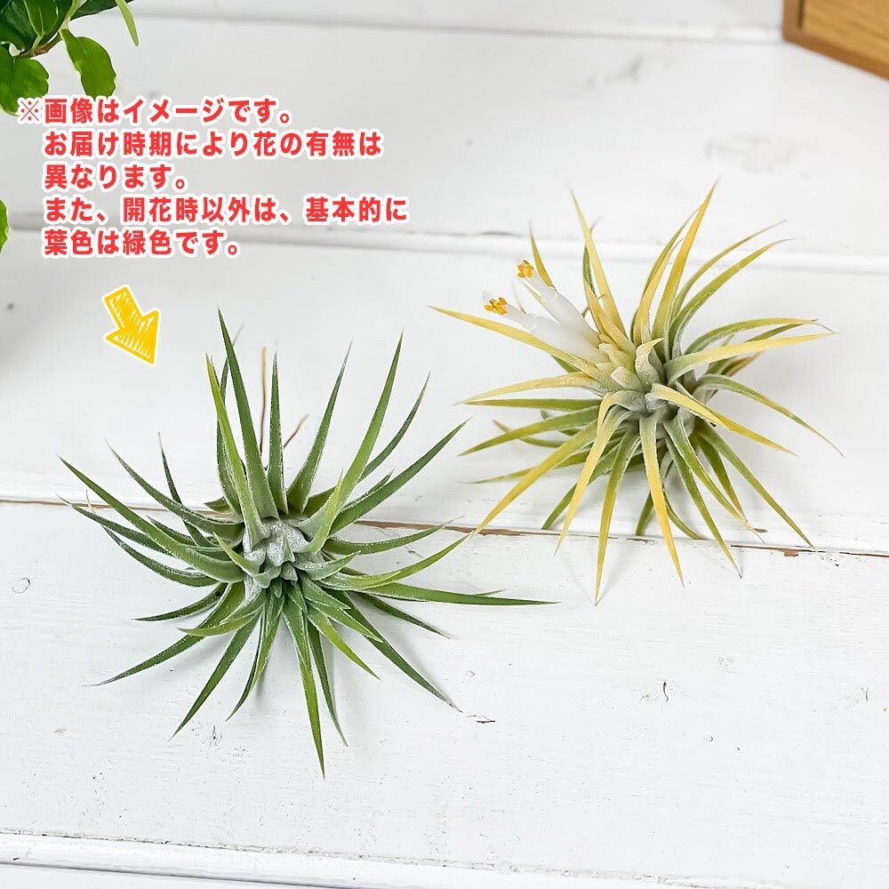 PLANCHU エアプランツ ティランジア イオナンタ 白花 Mサイズ 1株 W6×H6cm前後 育て方説明書付き Tillandsia ionantha cv. エアープランツ チランジア