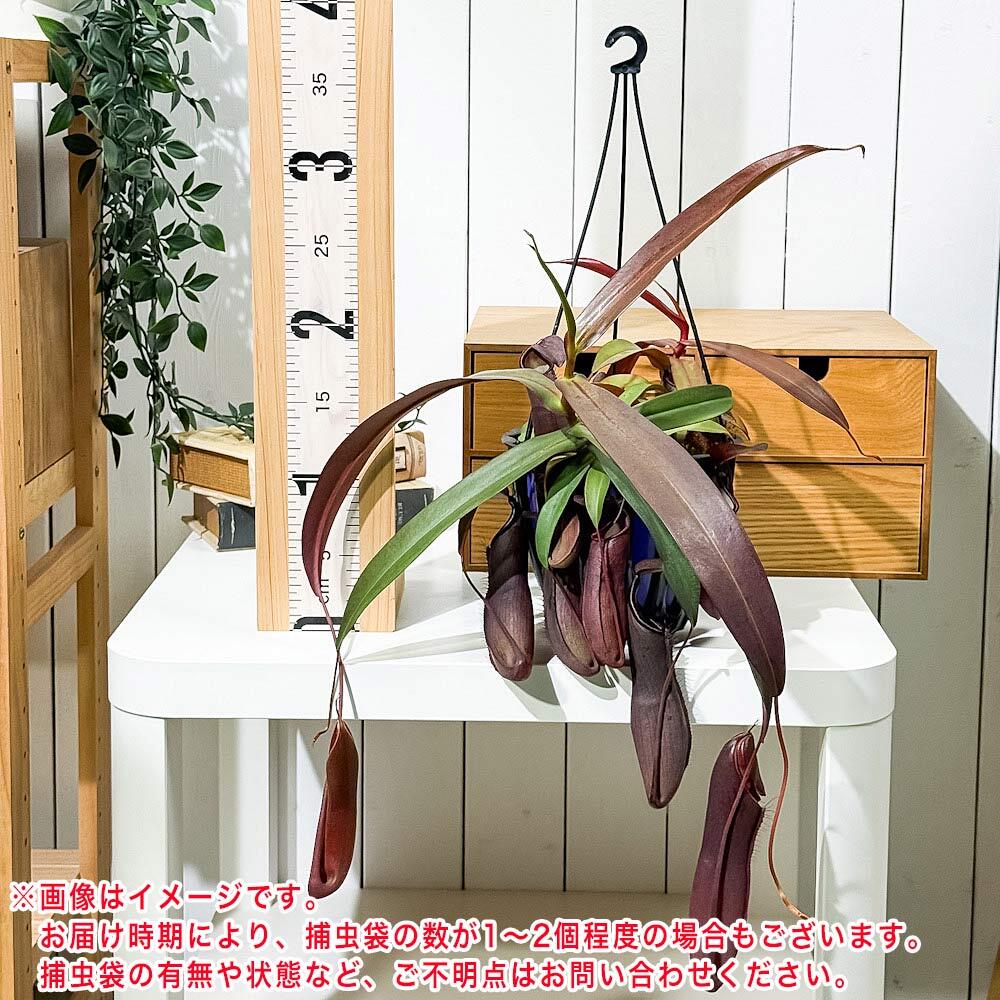 PLANCHU 食虫植物 ネペンテス レベッカ 5号吊り鉢 育て方説明書付き Nepenthes ‘Rebecca soper’  ウツボカズラ