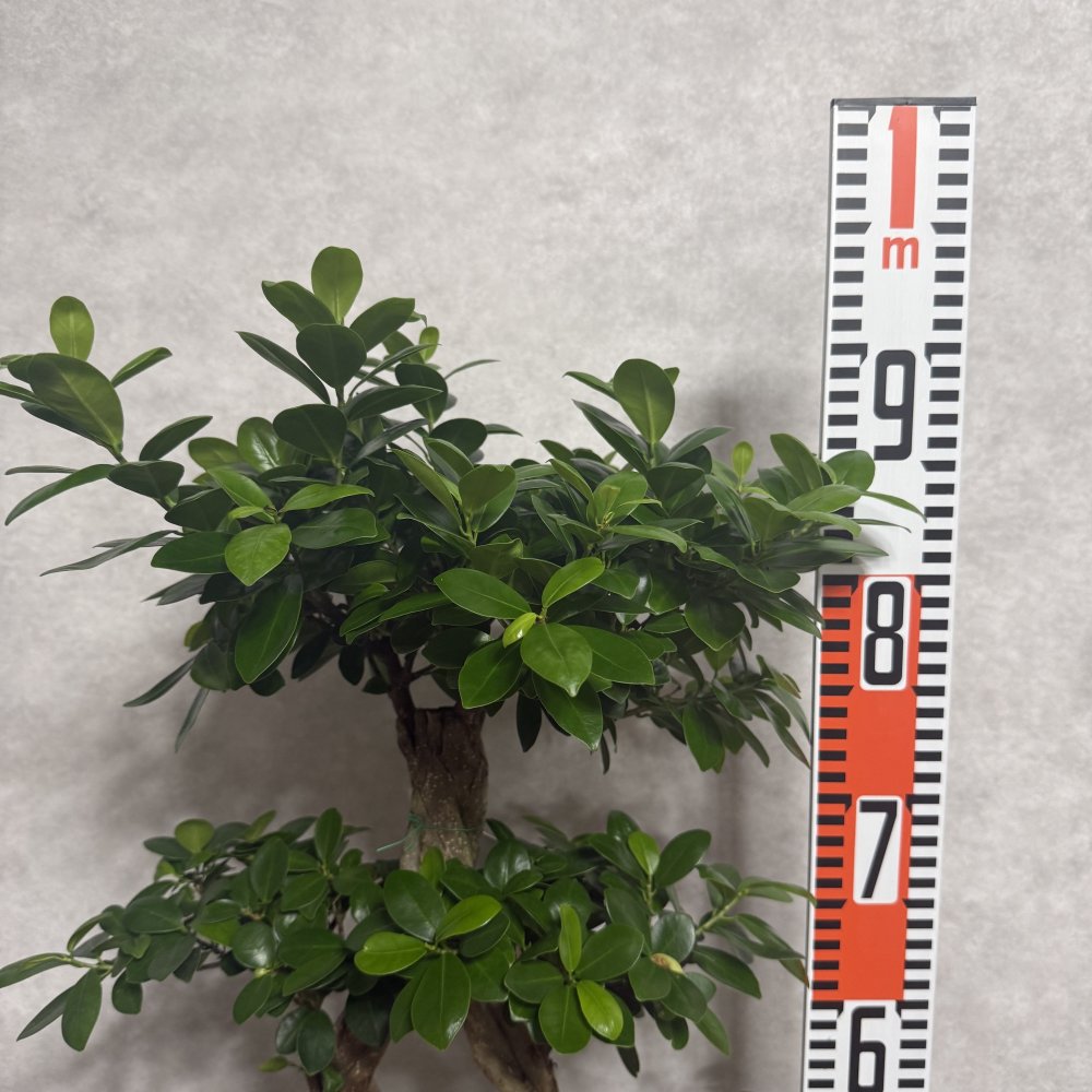ガジュマル 観葉植物 八の字 8号鉢苗 大型 盆栽 末広がりの8の字 室内 珍しい 希少種 多幸の木 幸福をもたらす精霊が住むガジュマルの木 おしゃれなインテリア 結婚祝い 新築祝い 開店祝い 開業祝い 誕生日 母の日 父の日 記念日 プレゼントギフト 肥料別売り 敬老の日