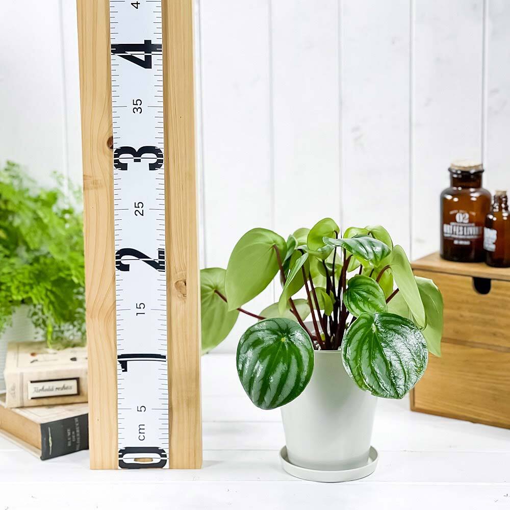PLANCHU 観葉植物 ペペロミア アルギレイア 4号鉢 受け皿付き 育て方説明書付き Peperomia argyreia スイカペペ