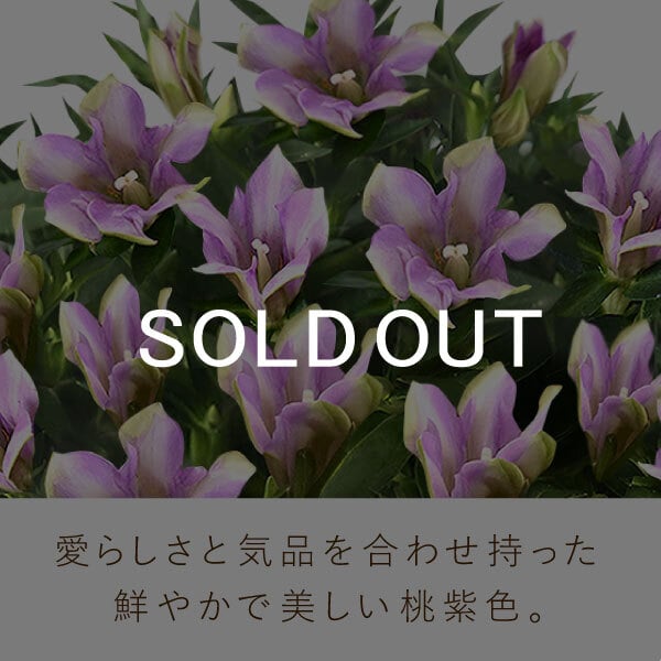 敬老の日 すぐ贈れるギフト 即日発送 ギフト プレゼント 花 生花 鉢植え 鉢花 りんどう 竜胆 どら焼き 干し芋 芋けんぴ ようかん あんみつ スイーツ お菓子 和菓子 花とお菓子 60代 70代 80代 90代 おじいちゃん おばあちゃん 孫 孫から 送料無料 おいもや