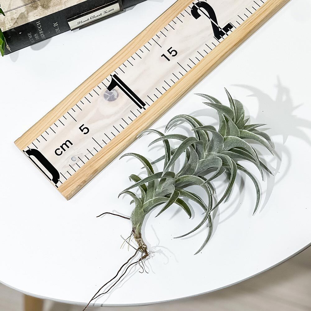 PLANCHU エアプランツ ティランジア エディシアエ Lサイズ 1株 W10×H15cm前後 育て方説明書付き Tillandsia edithae エアープランツ チランジア