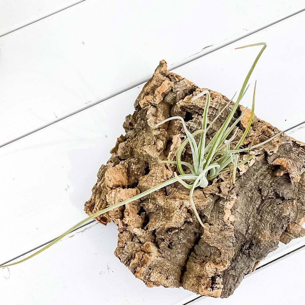 PLANCHU エアプランツ ティランジア ベイレイ Mサイズ 1株 W10×H18cm前後 育て方説明書付き Tillandsia baileyi エアープランツ チランジア