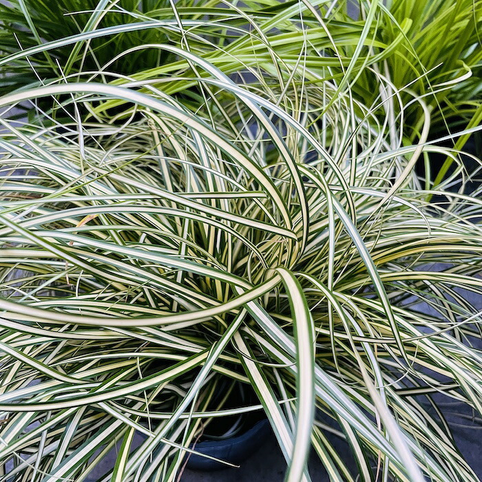 カレックス 5品種セット 寄せ植え用 15cmポット苗 株 下草 常緑 多年草 グランドカバー カラーリーフ 庭 花壇 鉢植え 高耐寒性