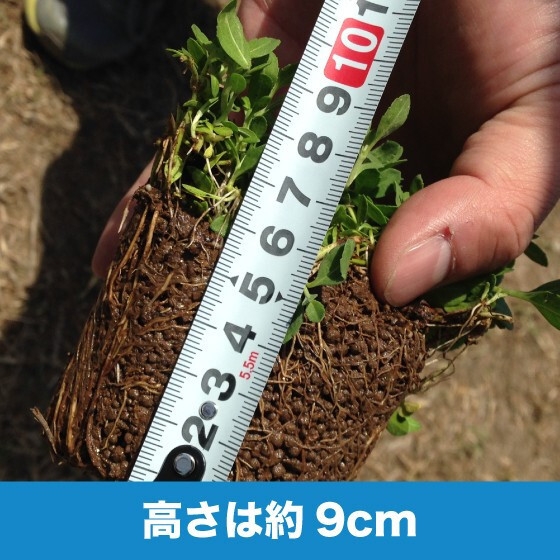 クラピア K5（薄桃）  20株 すくすくセット 完全植栽マニュアル付き 苗20ポット 肥料 活力剤 2種（有機入り一発果菜肥料、メネデール） イワダレソウ改良種 グランドカバー プランツ 雑草対策 庭 ガーデニング diy 緑化 おすすめ ガーデン 植物 多年草