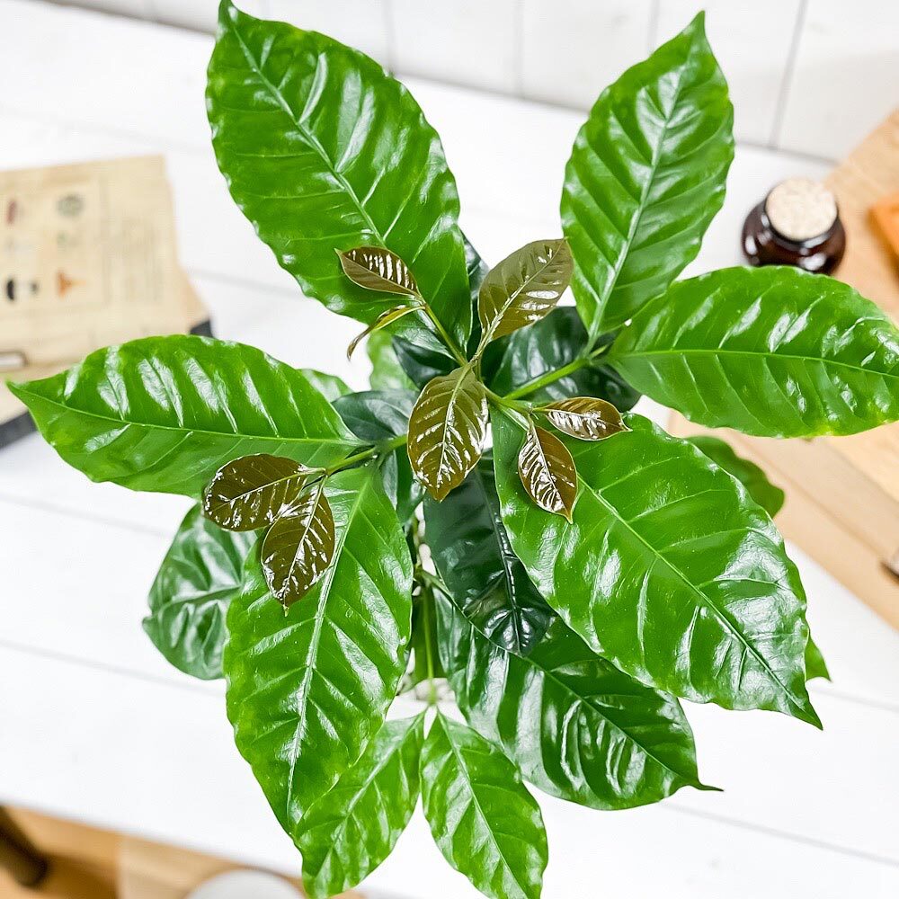 PLANCHU 観葉植物 コーヒーノキ アラビカ 5号鉢 受け皿付き 育て方説明書付き Coffea arabica コーヒーの木 珈琲の木 アラビカコーヒー
