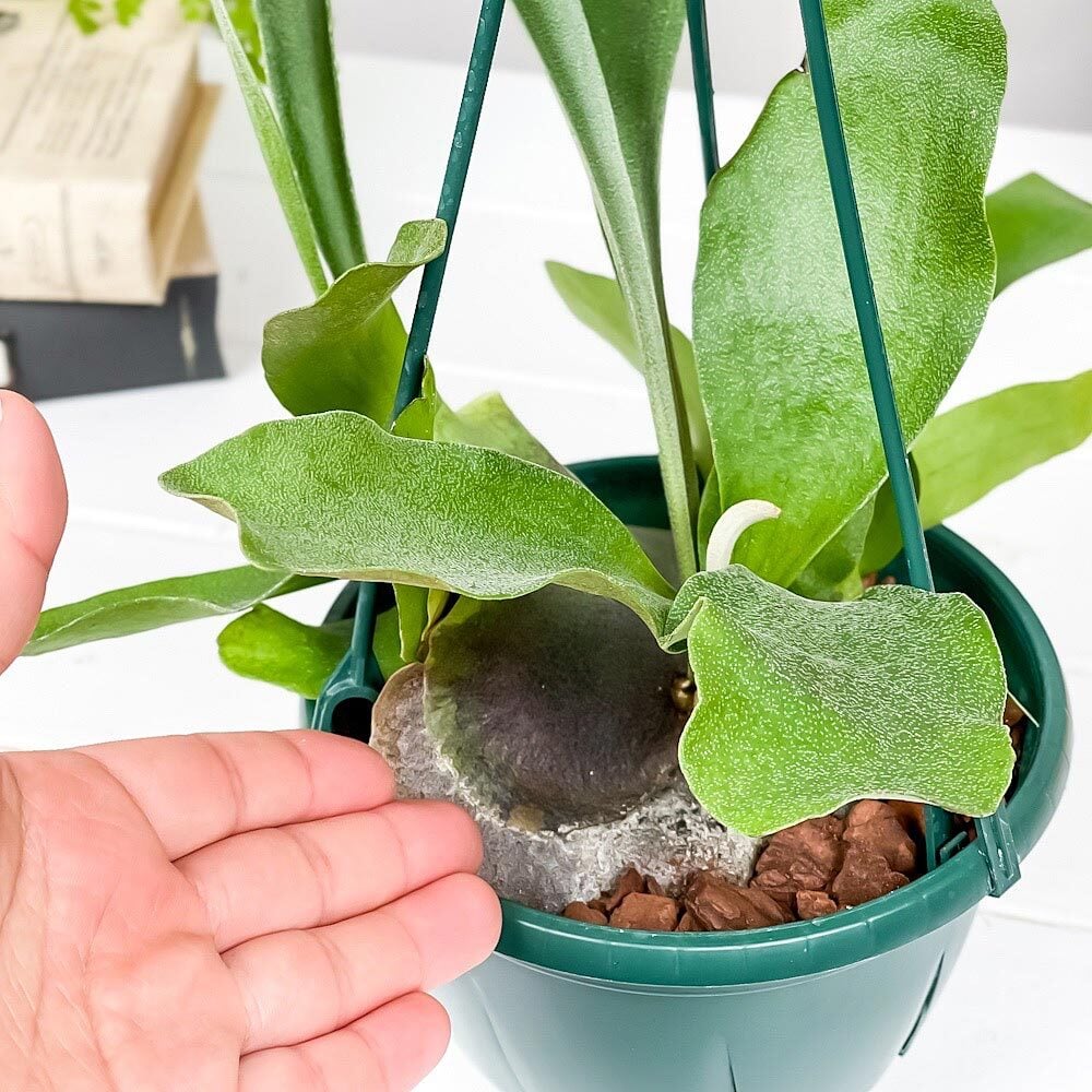 PLANCHU 観葉植物 プラティケリウム ネザーランズ 5号吊り鉢 育て方説明書付き Platycerium ‘Netherlands’ ネザーランド ビカクシダ コウモリラン シダ植物