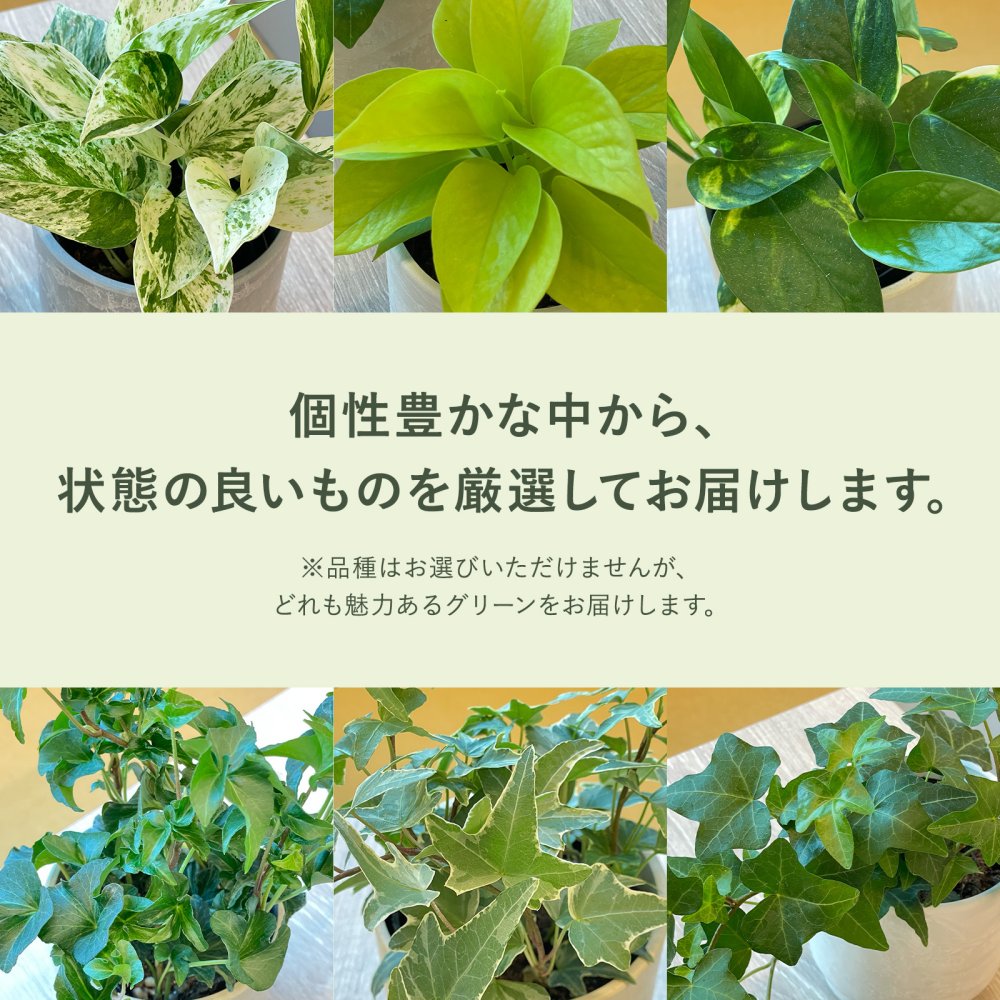 選べる 観葉植物 ポトス & アイビー ガジュマル &サンスベリア お試し 2点 セット 鉢付き 3号 ミニサイズ 幸運の木 風水 インテリア 室内 オシャレ 70代 あす楽 翌日配送  オフィス 開店祝い 結婚式 新築祝い 就職祝い 開業祝い