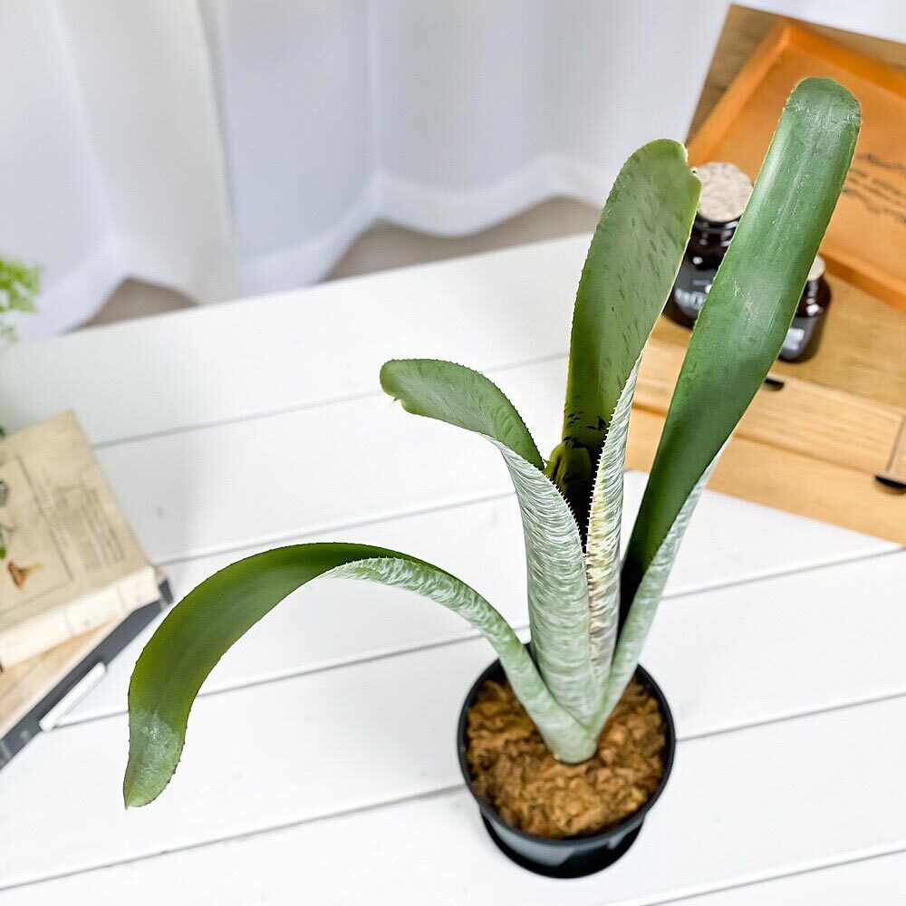 PLANCHU 観葉植物 ケスネリア マルモラータ 4号鉢 受け皿付き 育て方説明書付き Quesnelia marmorata ブロメリア