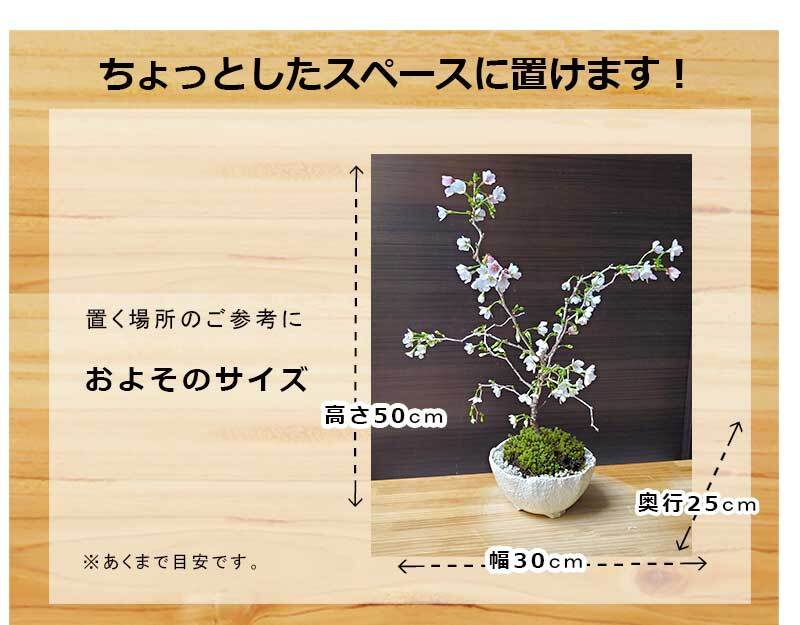 桜・・・そう聞くだけで心和む景色を貴方のもとへ　別名豆桜 【富士桜・湖上の舞の盆栽　万古焼 白深鉢 】