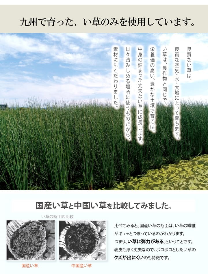 ラグ カーペット 玄関 マット 室内 おしゃれ 日本製 国産 い草 自然素材 カラフル カジュアル 約60×90cm