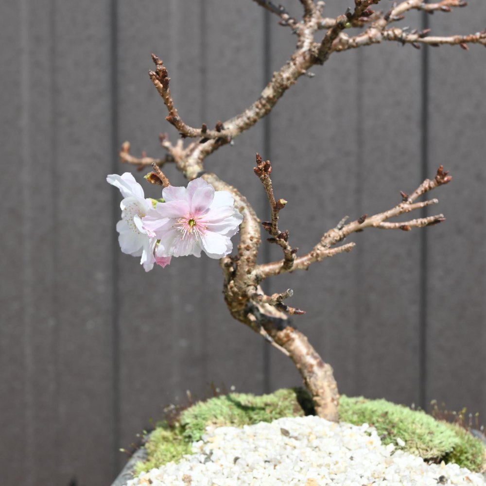 冬に咲く桜 十月桜盆栽 二期咲きのさくら サクラ