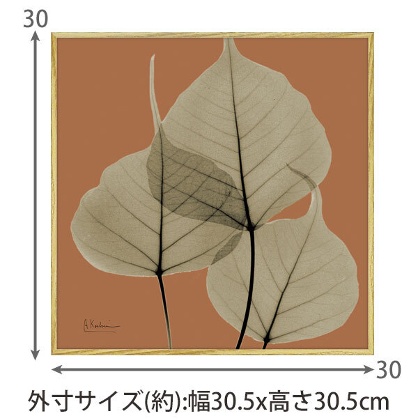 X RAY キャンバスアート リーフ オレンジ2 スクエアS XR-05813 送料無料 アートフレーム 葉っぱ 葉 X線 絵画 アート アートフレーム インテリア