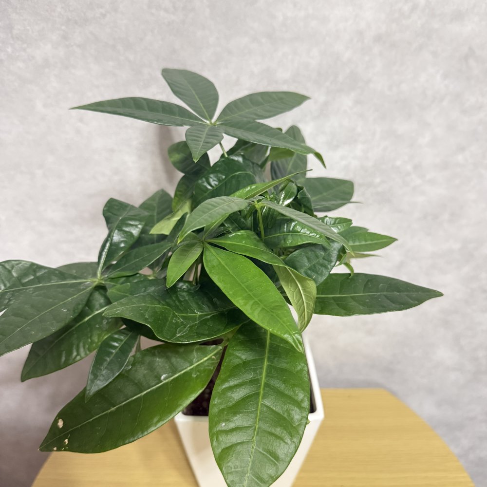 観葉植物 パキラ グラブラ 3本立ち ミニ 卓上 小さい 4号 高さ約35cm 白 スクエア鉢 マネーツリー 育てやすい 耐陰性 インテリア デスク 棚 一人暮らし 誕生日 引っ越し祝い 就職祝い 退職祝い お礼 プチギフト お祝い ギフト プレゼント おしゃれ