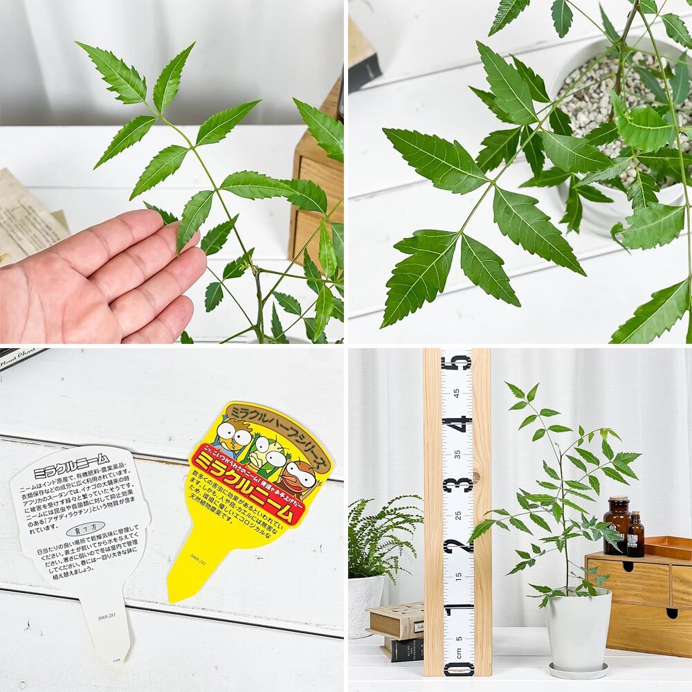 虫除け植物 ミラクルニーム ＆ モスキートブロッカー 4号鉢 2種セット 受け皿付き 育て方説明書付き 観葉植物 PVP