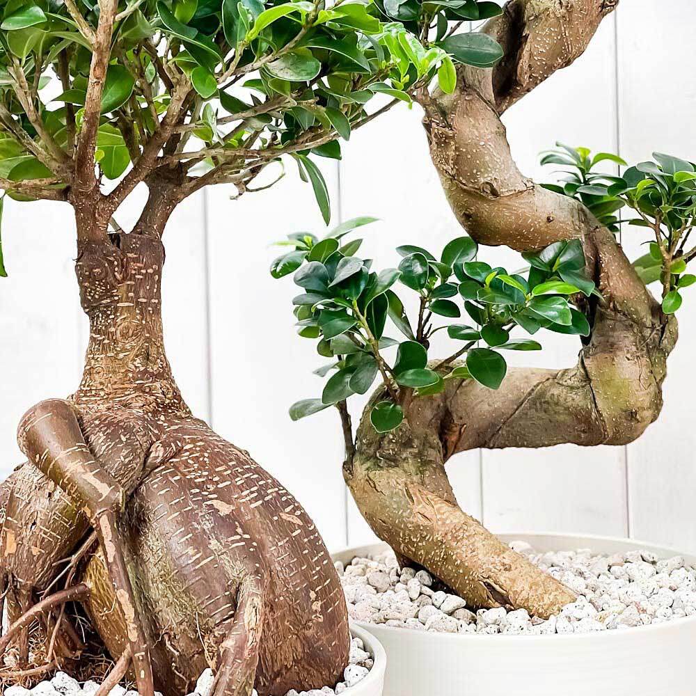 観葉植物 ガジュマル 昇り竜＆太幹 2鉢セット 8号平鉢 受け皿付き 育て方説明書付き Ficus microcarpa フィカス ミクロカルパ 精霊の宿る木