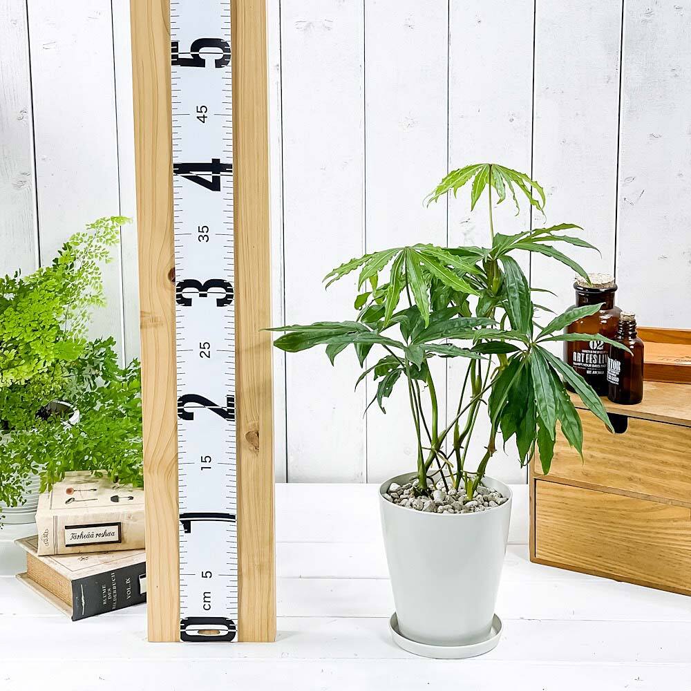 PLANCHU 観葉植物 アンスリウム ポリスキスツム 4号鉢 受け皿付き 育て方説明書付き Anthurium polyschistum アンスリューム アロイド 原種系