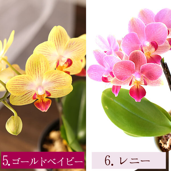 ＼早割！8/31の16時まで／ 敬老の日 ギフト プレゼント 早割 人気 花 生花 蘭 胡蝶蘭 鉢植え ミディ 2.5号 洋蘭園 フラワーギフト バウムクーヘン スイーツ お菓子 洋菓子 花とお菓子 60代 70代 80代 90代 おじいちゃん おばあちゃん 孫 孫から おいもや