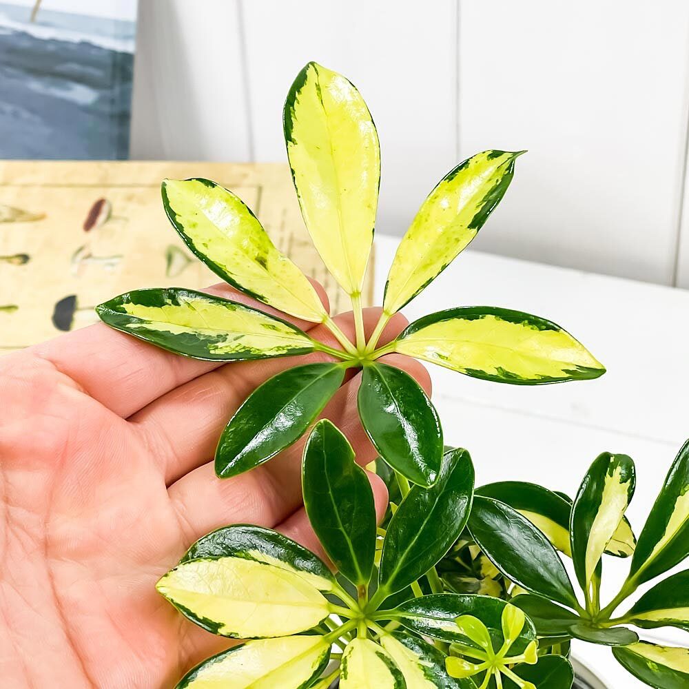 PLANCHU 観葉植物 シェフレラ アルボリコラ トリネッティ 3.5号鉢 受け皿付き 育て方説明書付き Schefflera arboricola ‘Trinette’ ホンコンカポック 斑入り